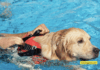 Beyond Sniffing Treats: The Amazing Ways Dogs Rescue People from Drowning